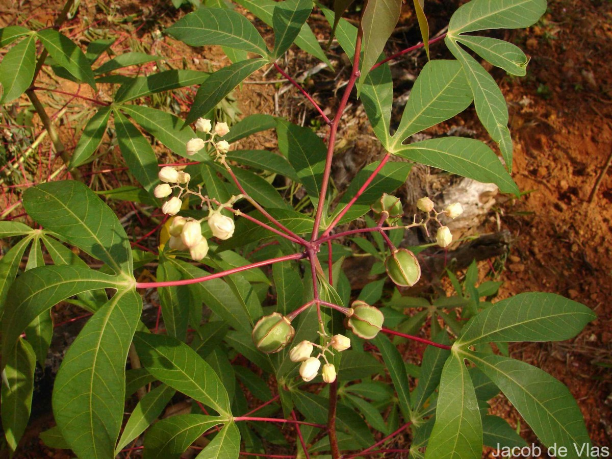 Manihot esculenta Crantz